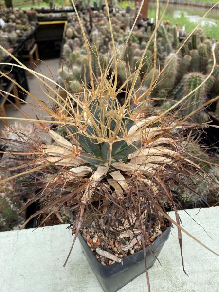 Leuchtenbergia principis